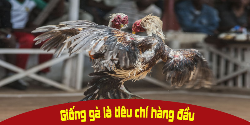 Giống gà yếu tố quan trọng khi xem xét