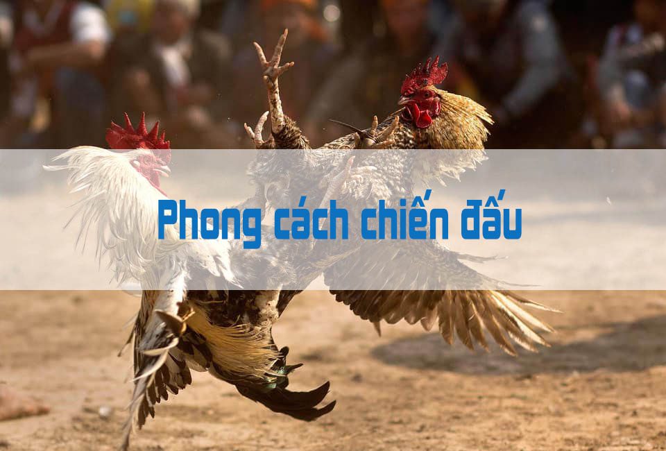 Cách chọn gà chọi hay là nhìn phong cách chiến đấu