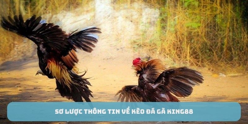 Sơ lược thông tin về kèo đá gà King88