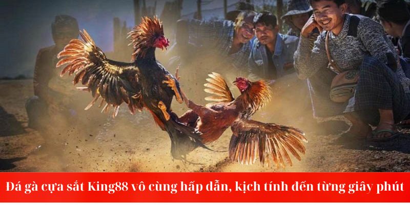 Đá gà cựa sắt King88 vô cùng hấp dẫn, kịch tính đến từng giây phút