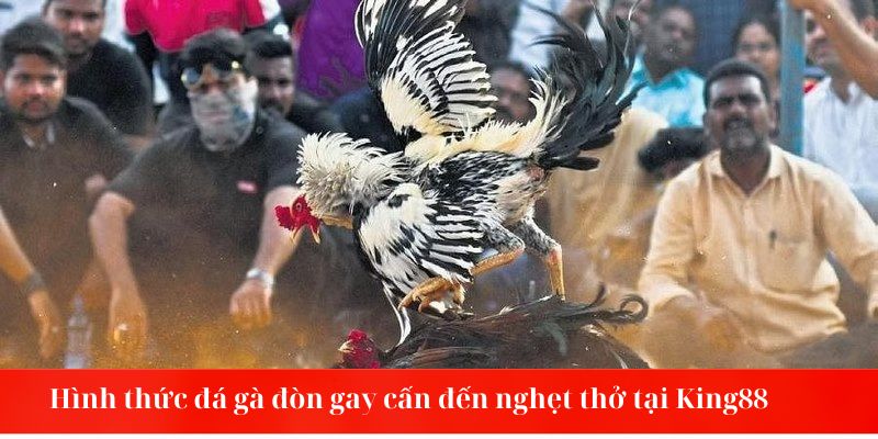 Hình thức đá gà đòn gay cấn đến nghẹt thở tại King88