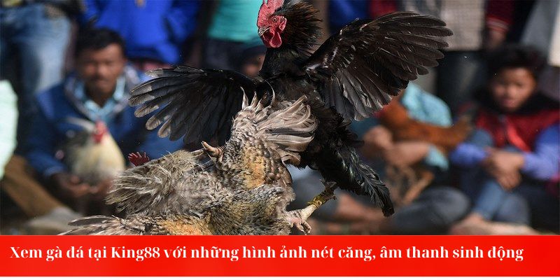 Xem gà đá tại King88 với hình ảnh nét căng, âm thanh sinh động