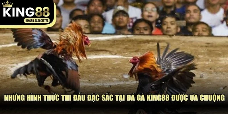 Những hình thức thi đấu đặc sắc tại đá gà KING88 rất được ưa chuộng