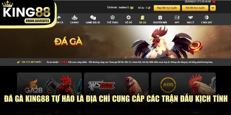 Đá gà KING88 tự hào là địa chỉ cung cấp các trận đấu kê kịch tính
